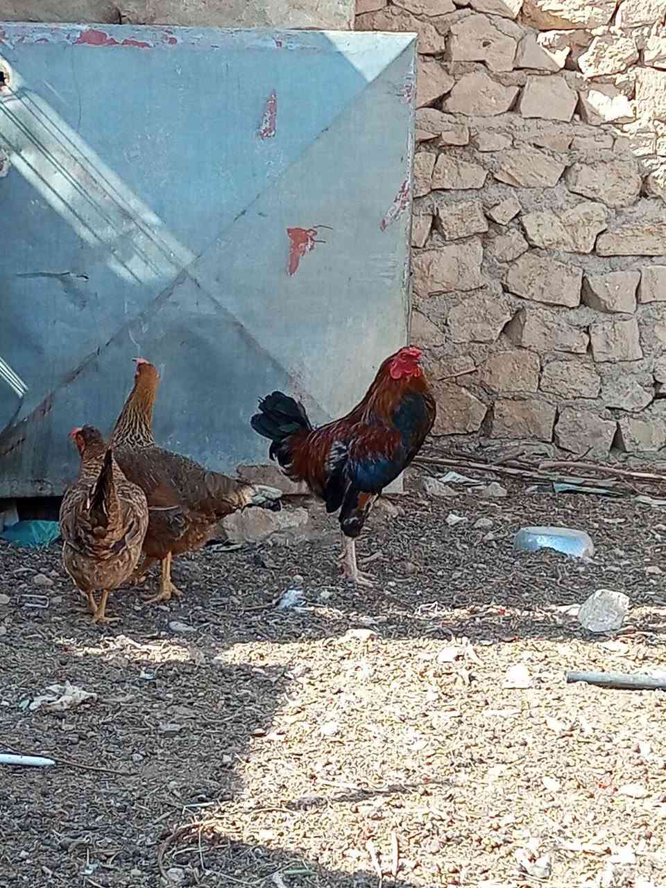 ديك • للبيع • حصيبه الشراي