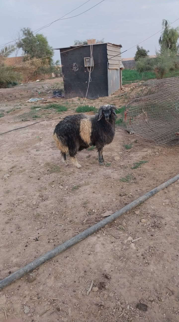 بسم الله متااح طلي مربوط مفول لحم اثول
مكان عنه الريحانه.  سعر    ٣٧٠ 
توصيل حسب الاتفاق  ***********
