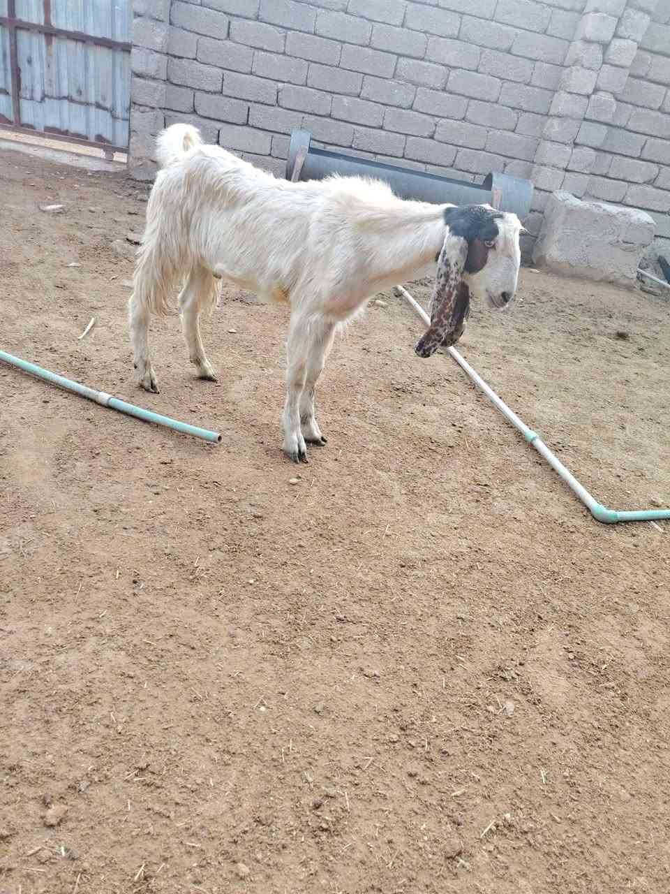 جدي افغاني • درجة اولى • الشرقاط