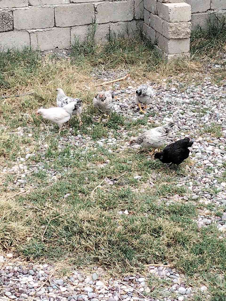 دجاج ملقح • عمر شهرين • حاوي السلامية