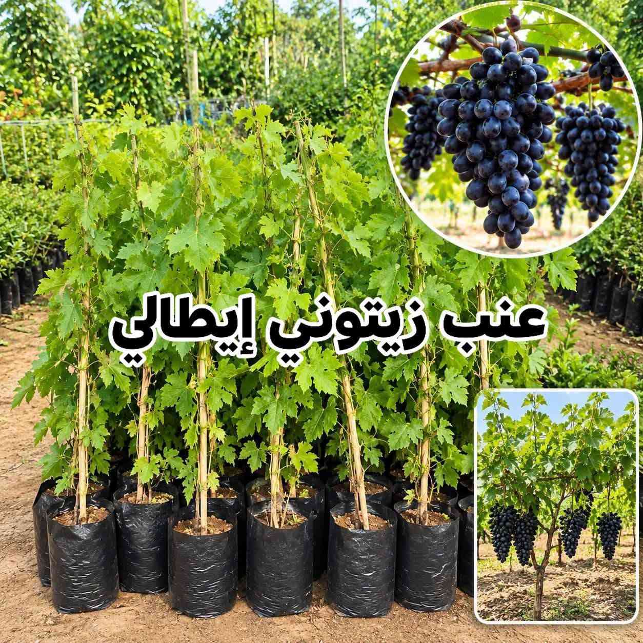 شتلات فواكه • ضمان نوعي • عمر سنتين