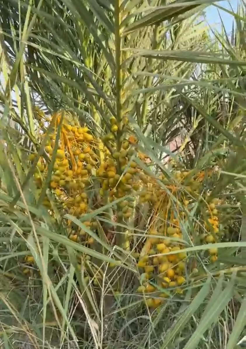 بستان مثمر • ٣٧٥٠م • حوض اسماك
