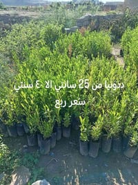 ٢٥-٤٠سم • ٤٠-٥٠سم • ٥٠سم-١م