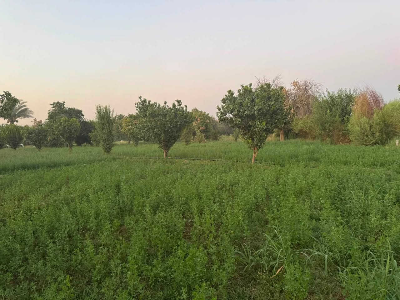 السلام عليكم دونم ونص طابو زراعي شرط التحويل على شارع الجسر الجديد عرض هذا الشارع مال الجسر 30 متر 
مزروعه بستان العام اي بعده جديد المشمش والتفاح مزرعه حلوه متكامله واصل ماء وكهرباء مكان حيل حلو
ويم الشارع مال جسر الجامعه تكريت الجديد 
الشارع محدد بلون الأصفر تريد دونم يرهم تريد دونم ونص يرهم 

الشراي يتصل ***********
