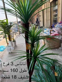 الاناناس ال3 افرع وال5 افرع وال7 افرع  متوفر بانواعة جملة   متوفر ايضا...