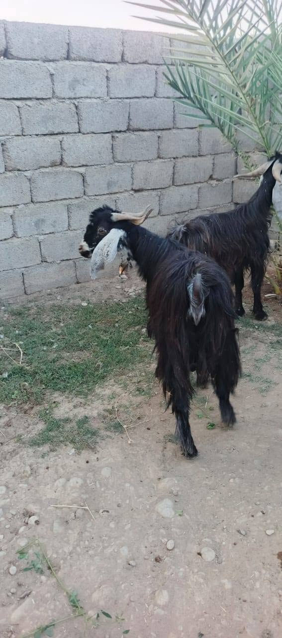 السلام عليكم
متاح جوز جدايه  عارضيات رقم واحد 1⃣ السعر مناسب 480 ثنينهن  الشراي اتصل وتدلل المكان الشرقاط قريت شكراً  ***********
