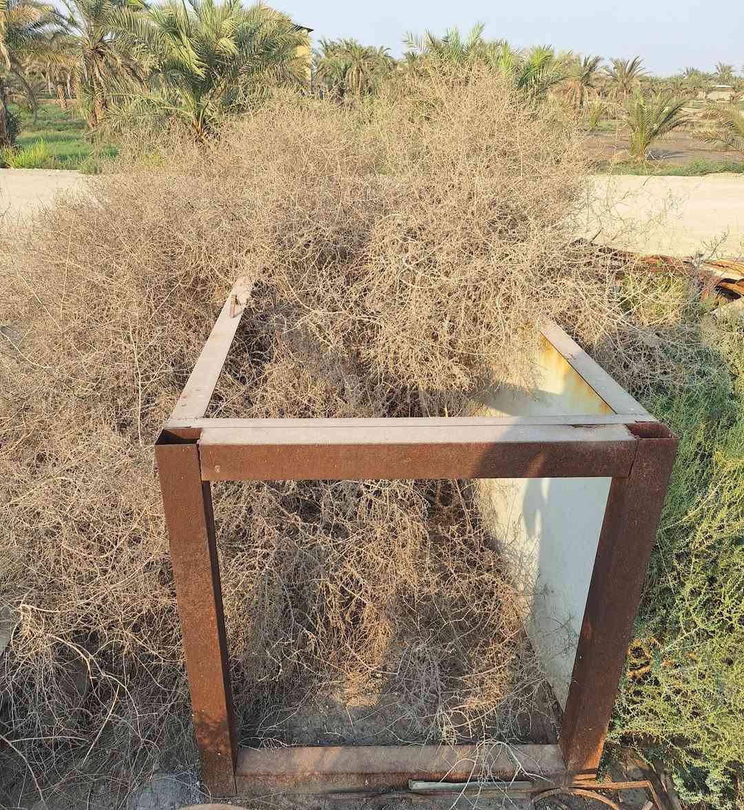 للبيع • كلهن • ابو الخصيب