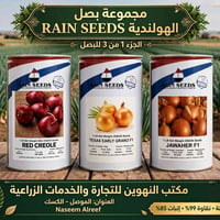 بذور بصل • جودة هولندية • نقاوة 99%