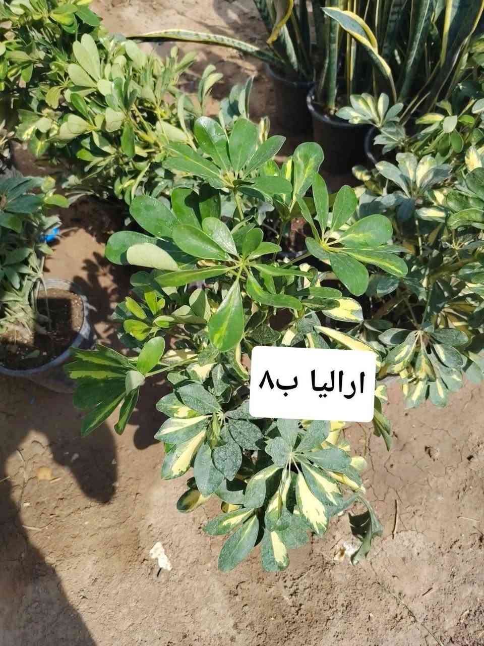 ظليات ❤

نص مكتوب في الصور:
- جلد النمر ارتفاع متر ١٢ الف
- ارالیا ب ۸
- نبات السجاد حجم كبير ب ٥ الاف
- زنبقة السلام
- ١٠