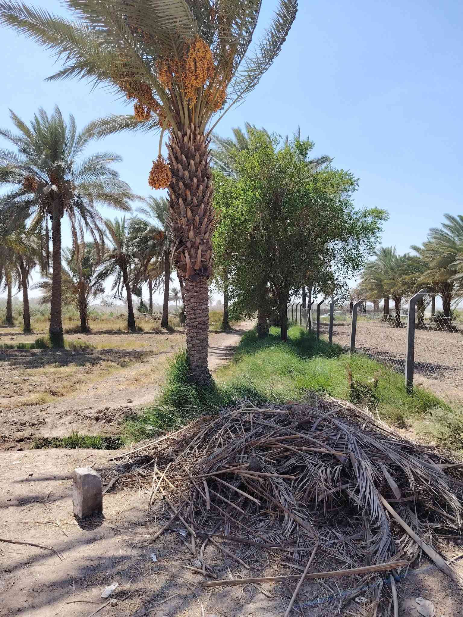 بستان عنوان طريق حله نجف خلف جامعه بابل مساحه 3دوانم وربع مساحه 8750متر طابو زراعي سند 25 بسمي تحويل سند بأسم المشتري ويبعد البستان عن طريق حله نجف 2ونص كيلو نهر سقي خلف البستان وماي اساله متوفر 24ساعه وبير ارتوازي سعر الكلي 190مليون
*********** وتساب 
*********** اتصال    مرخصة الادمن

نص مكتوب في الصور:
- نبتة