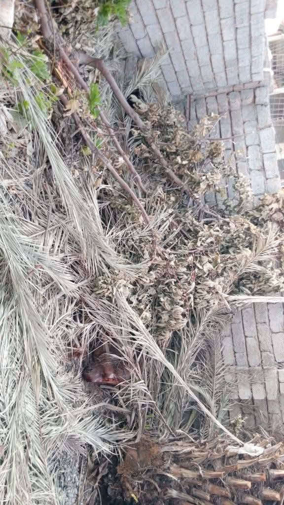 السلام عليكم وين اهل التنانير الوحل عندي حطب رمان وتين وسعف ونخل مقطع كامل ويابس انطي بلاش بس يجيب كيه وياخذو بلاش
هاذا ***********رقمي الشرقاط بعاجه

