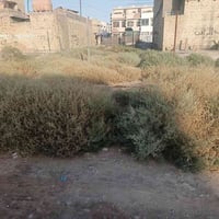 شعب سريدات • ١٠٠م • ركن
