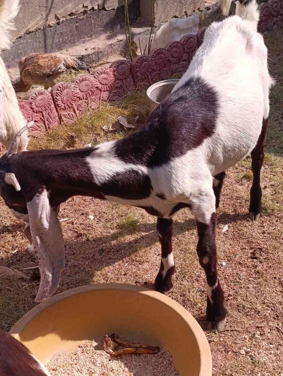 حلال للبيع الشراي العنوان الكوت منطقة الكوت الجديدة يتصل ***********
