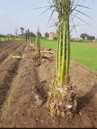 فسائل نخيل • طه افندي • بعقوبه ديالى