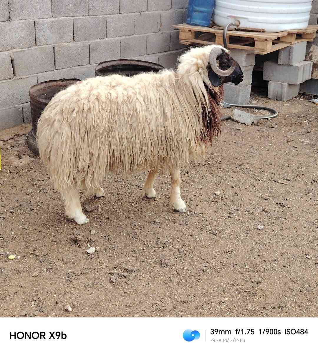 HONOR X9b • طلي • الانبار