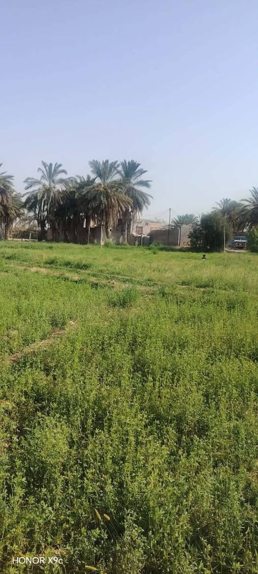 يا الله سلام عليكم ارض زراعيه للبيع مكان رفاعي ناضم رقم 4 دونمين معه بيت ماء وكهرباء بيهن 45نخله تبعد عن صيطره 300متر حالين مزروعه جت ستفسار ***********

نص مكتوب في الصور:
- HONOR X9c
- HONOR X9d
