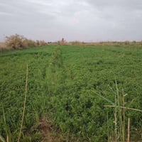 ٥ دونم • طابو سند ٢٥ • كربلاء الحر الجمالية