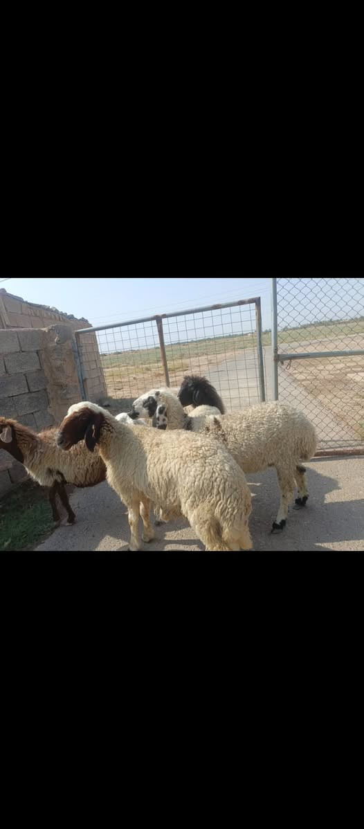 بسم الله ما شاء الله متاح للبيع  العدد 6 حلال درجه اولى كله على اول بطن وثاني بطن وين اللي يدور درجه اولى عشر فوق الثلاث اشهر خير من الله وين الجنه  عمي حلال خير من الله مكانه بغداد المشاهده قرب التاجي السعر خاص وين الجنه  عمي اللي تدور اصايل وحلوه (‪***********
