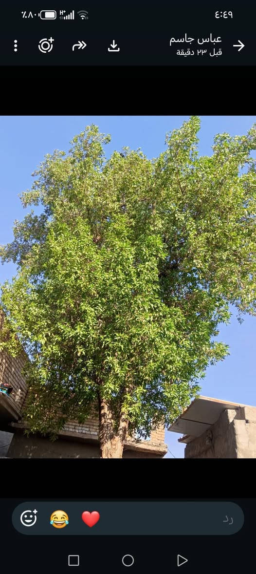 سلام عليكم هاي شجره ليريدهه خلي يكصهه وياخذهه مكان لبتار ***********

