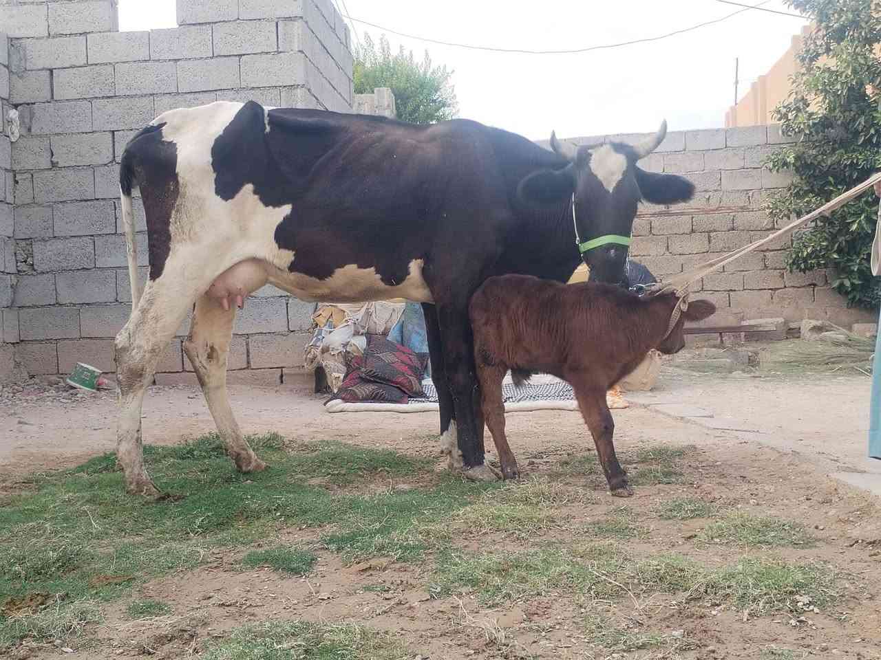ثاني بطن • حليب مضمون • ناحية الزاب