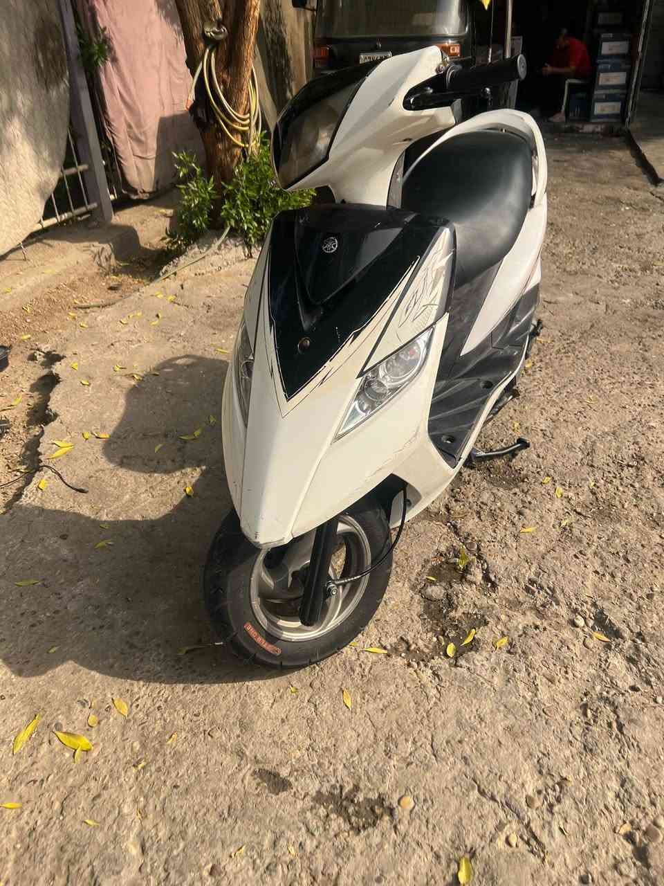 ثعلب • جديده • الشعله