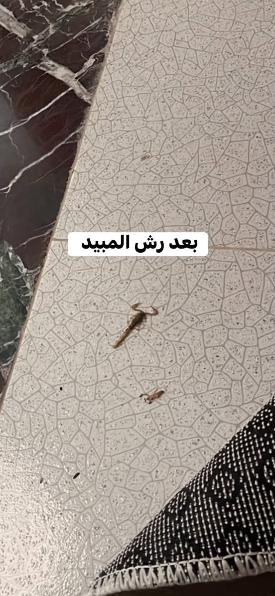 السلام عليكم، كادر لمسات خضراء يقدم لكم خدمات العناية المتكاملة بحديقتكم: فرش وتعديل التربة، زراعة الثيل، زرع كل أنواع الأشجار، قص  وتنظيف الحدائق إزالة الأدغال ومكافحة كل أنواع الحشرات والزواحف.
كما نوفر خدمة رش الأساسات لحماية بيوتكم من الأرضة المبيدات شرط الضمان 

للحجز والاستفسار، حاضرين لخدمتكم

***********
