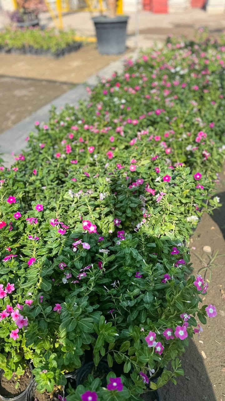 كلشي جـديدٌ بفظل لله 🩵🌸🙏🏻
على بركه الله تم وصول وجبه جديده بسنادين الظليه 😍🌸 مستعدون لتجهيز كافه البيوت ودواءر الدوله كافه المحلات وصيدلات با احسن الزرع الهولندي ولتركيً  عليك بس وصي يوصل باب بيتك🚗🚗 مشتل الدجيل🌹للستفسار مرسلتنا او لتصال على الرقم التالي *********** 📞📞
