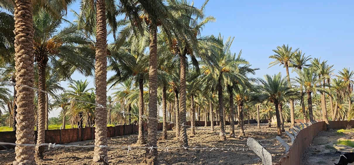 💥 المصداقية سر نجاحنا 💥 الملاك للعقارات كربلاء 
👈 عرض لا يفوت ..... تصلح أي شيء🖼 

💢 دونمين 👈 سند منفرد بأسم شخص واحد فقط الواجهة 28 متر والباقي نزال محدده ومسيجة من جميع الجهات تحتوي على 50 نخله ويحدها نهر سقي 
💢 جميع الخدمات متوفرة 👈 تبليط _ نهر سقي _ ماء أساله 

💢 العنوان// كربلاء _ الجذار _ شارع النجف عمود 1141 وتنزل مسافة كيلوين ونص تقريبا تبعد عن الإمامين عليهم السلام 11 كيلو تقريبا 

💢 السعر = علق ب ( يا أبا الفضل العباس عليه السلام )
#لكن_غير_مبري_الذمه_من_يأخذ_حقنا 
🎬الفيديوا بالتعلقيات يوضح الموقع 👋
 

🔴عندك عقار للبيع و محتار  يم الملاك لا تحتار سهله ما عليك سوى التواصل معنا : 

☎️ ***********          ☎️ ***********
                  محمد أبو ملاك الحسناوي 

زوروا موقعنا : مكتب أملاك الخير _ شارع الرابط _ مقابيل المعمل المقرنص
