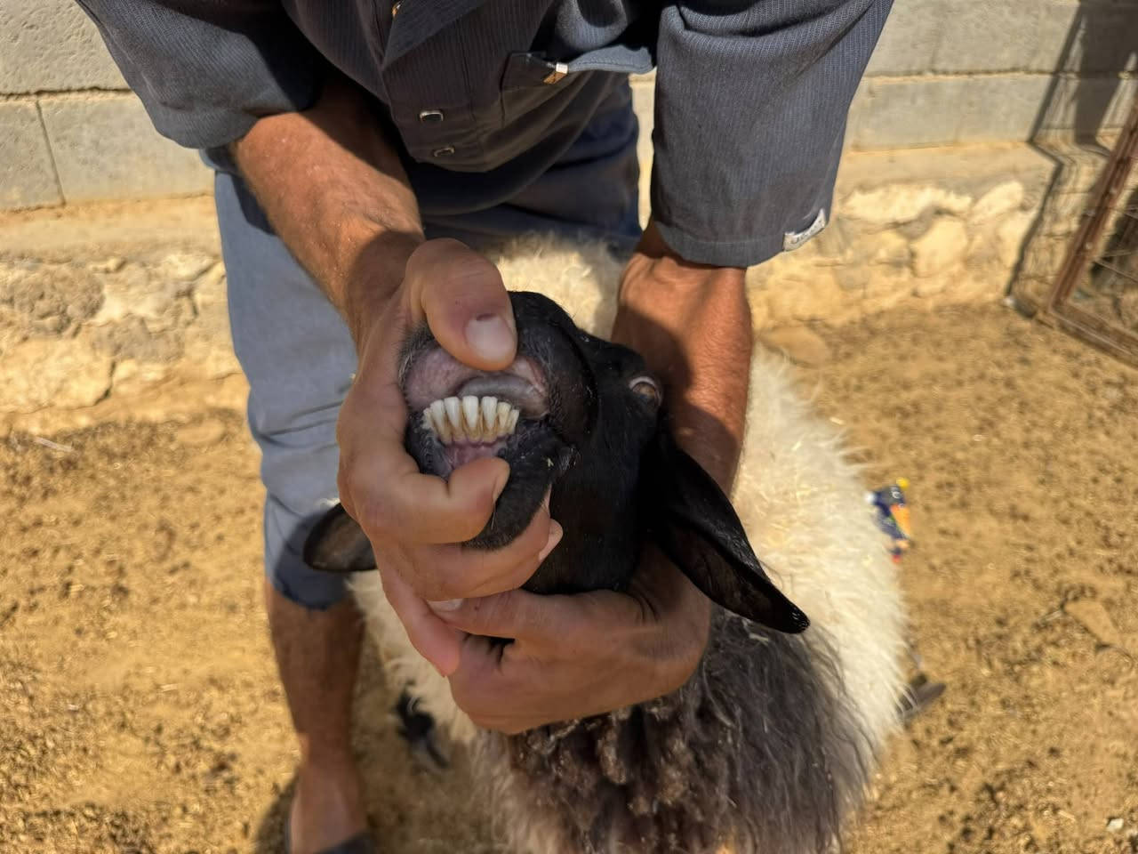 السلام عليكم
اخوان نعجه وراها خروف طابته طب من لحليب مكفوله من كل عيب سن وشطر نصاح فول صور سنونها بل منشور عدال وخشانه وحلاه سعرها ٦٦٥ وبيها مجال مكان حديثه *********** يوجد توصيل حسب لاتفاق
