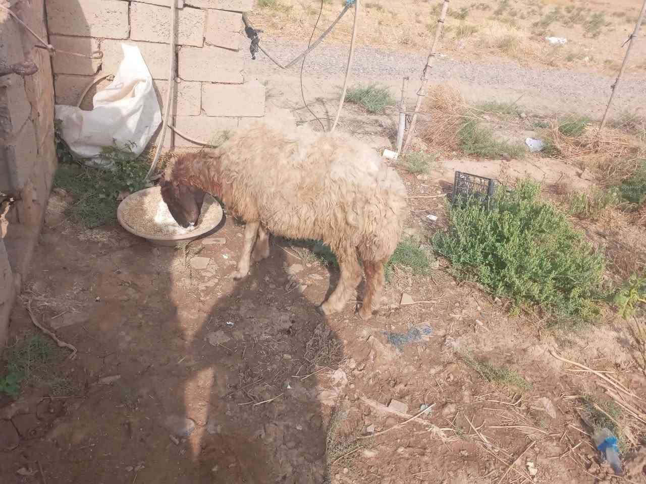 للبيع • ربط • قابل للتفاوض