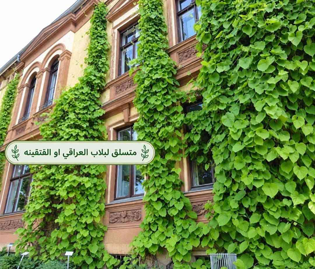 متسلقات • متنوعة • توصيل لكل المحافظات