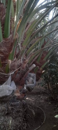 فسائل نخل • برحي