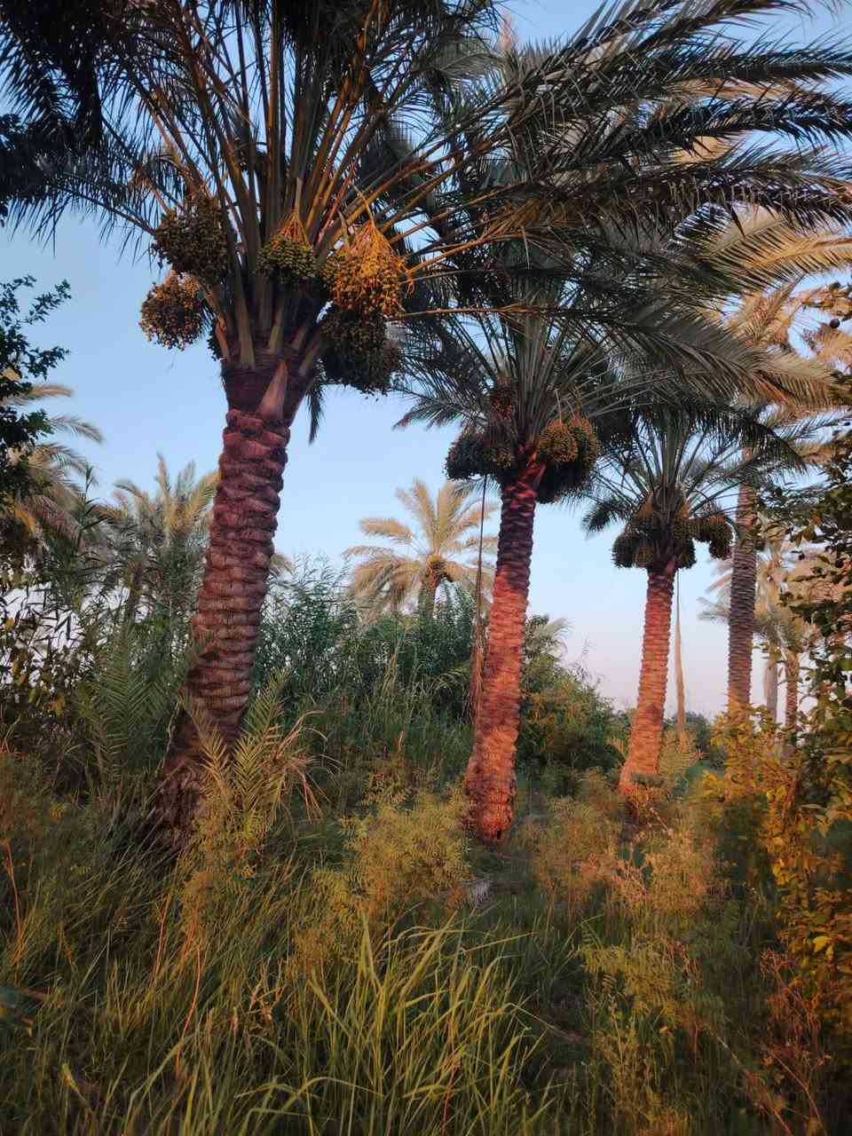 🌴 بستان نخيل تجاري للبيع – فرصة مميزة

📍 العنوان: واسط – قضاء العزيزية – وجه شارع العام التجاري ـــ ساعه وربع عن بغداد 

🏠 يحتوي على بيت قديم بمساحة 225 م²
🛣️ واجهة مباشرة على الشارع العام التجاري
💧 تتوفر فيه كافة الخدمات
📜 طابو زراعي – سند 25
🔑 تحويل مباشر باسم المشتري
💰 بسعر جيد جداً

📞 للاستفسار الاتصال ع الارقام *********** أو *********** أو المراسلة واتساب حصراً 
#عقارات #استثمارعقاري #دوانم #اراضيـزراعية #عقار
#واسط #بغداد
