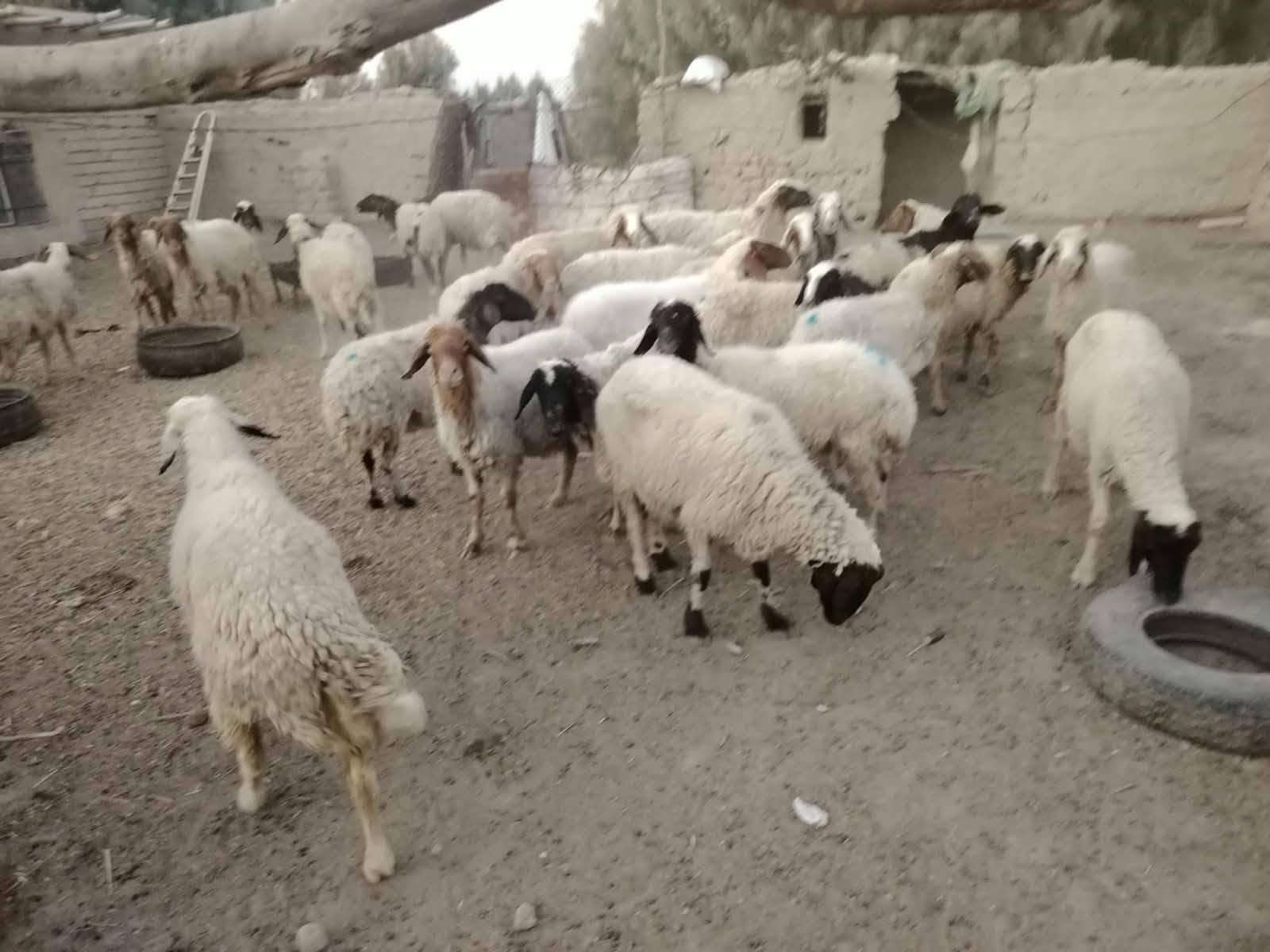 نعجات • ٦٠ راس • الدوانيه الشافعيه