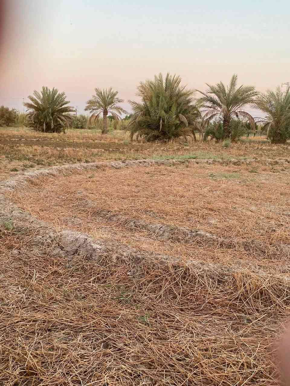 للبيــــــع ( بيع مستعجل )
8 دونم طابو زراعي سند 25 البيع شلع وغير قابلة للتقسيم تصلح للسكن والاستثمار
 
تحتوي على بيت سكن 250م² و حقل مواشي مع ٥٠ نخلة تمر مثمرة ومتنوعة الاصناف 

الموقع: واسط - العزيزية - اسواق كلنا العراق
خلف معارض السيارات  كما موضح بالخريطة
تبعد 400 متر عن الشارع العام 10 دقائق توصل لوسط العزيزية
الواجهة: 230 متر
الخدمات: تبليط واصل + ماء اسالة + كهرباء 3 فيز + مضخة ماء كهربائية مجازة

السعر: 750 مليون
مجال للمساومة البسيطة للجادين فقط

تنويه: المعاينة الميدانية ضرورية للجادين بالشراء. وهي التي تبين حقيقة الأرض اتصل او بيك خير ودلل ***********
