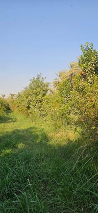 ٣دونم • عقد زراعي • واسط الصويرة