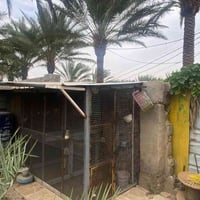 قفص قندوره • ٣م×٢م