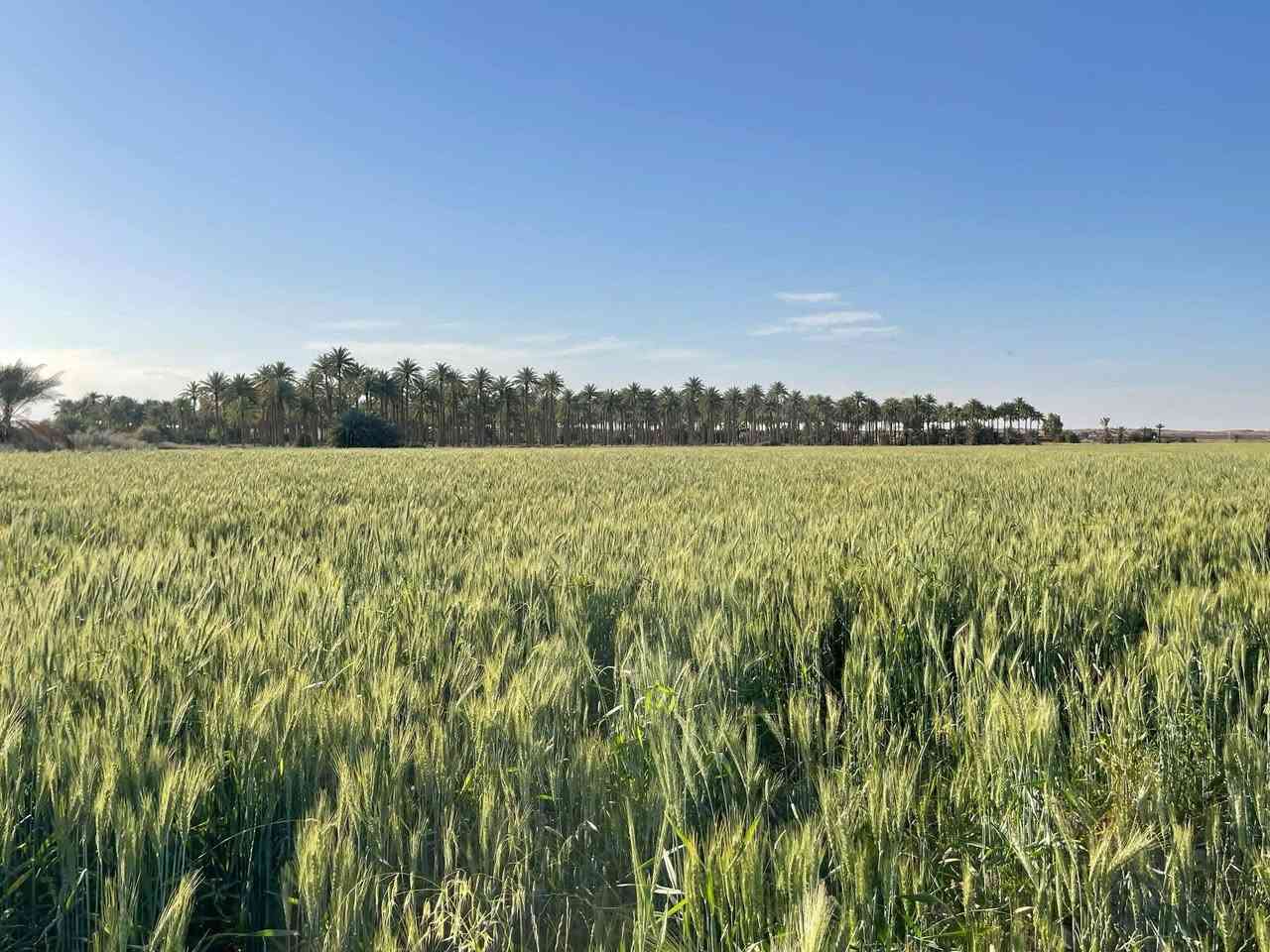 للبيع ارض مساحتها 47دونم
طابو صرف واجهة النهر 170متر غرب قضاء هيت تابعه لقرية زخيخه لاستفسار الاتصال على الرقم ***********
