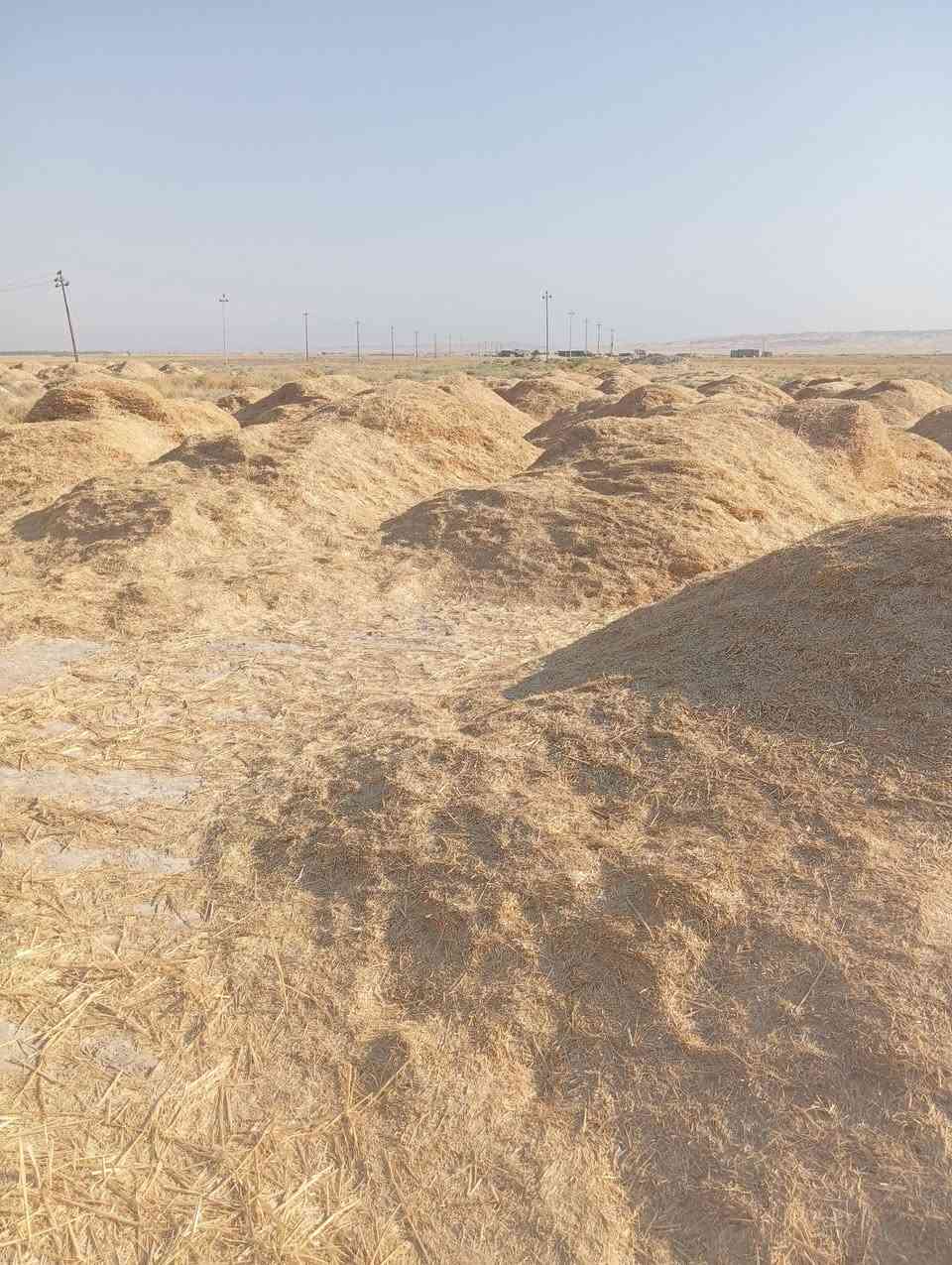 تبن لبيع درجه اولى مكان التبن ديالى مندلي استفسار الرقم *********** وتساب
