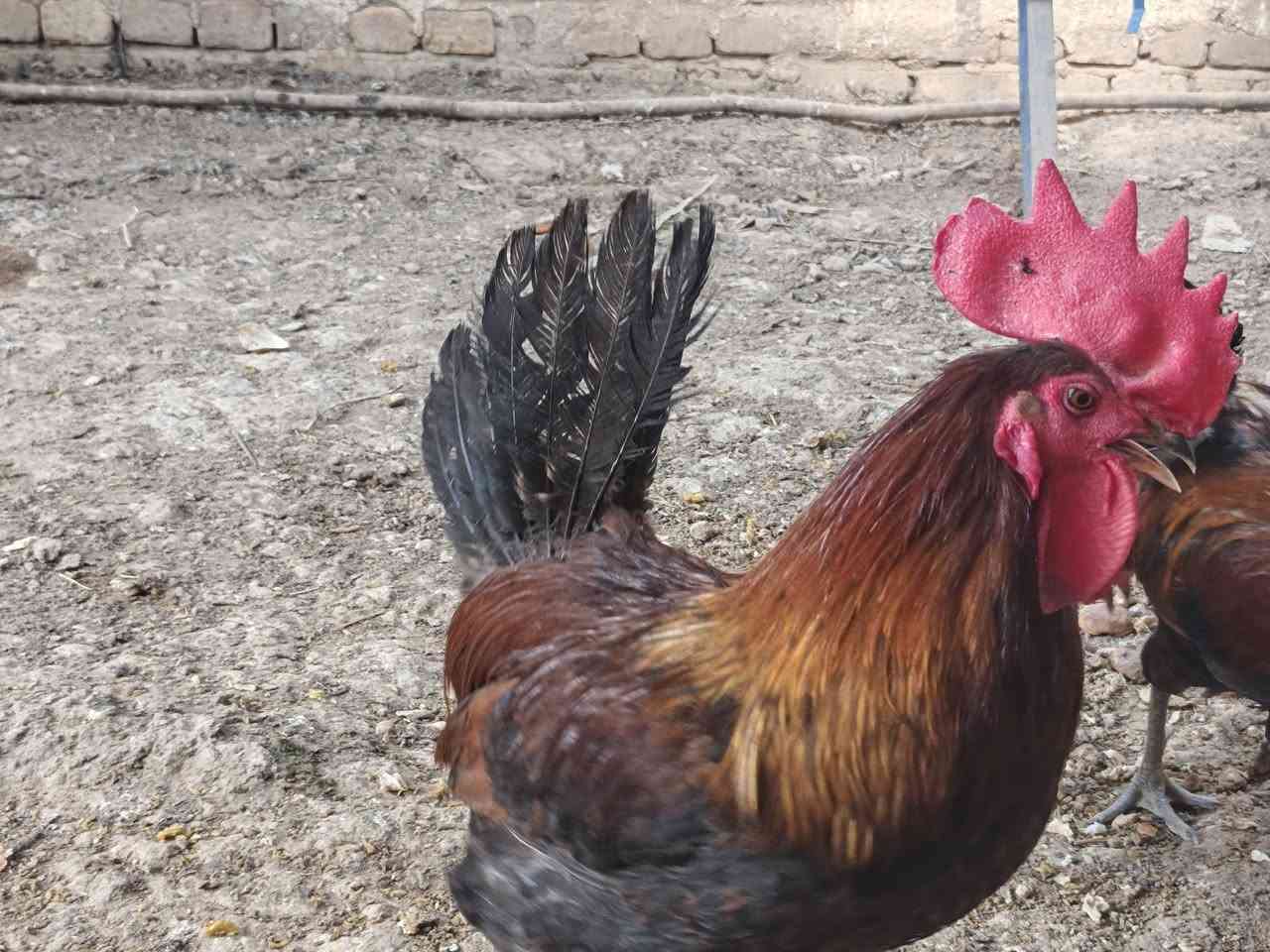 ٦ دجاجات و٤ ديوجه الكل سعر الزوج ٢٥ بدون عمله مكاني حي الموظفين ***********
