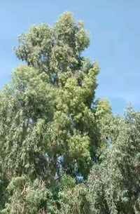 فحام • ٤ أشجار • الكوت الداحره