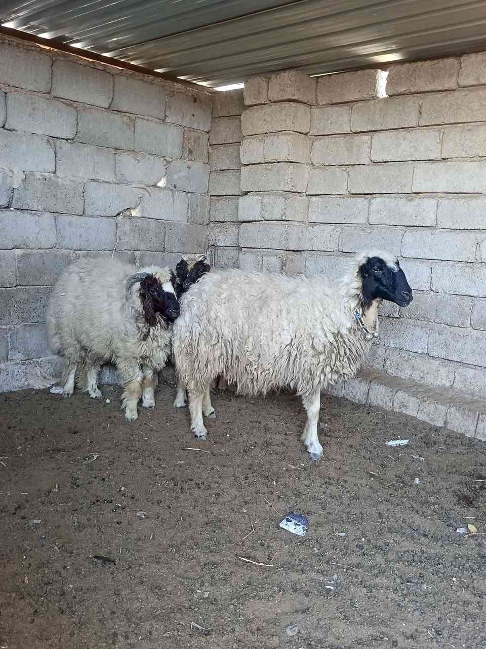نعاج • عدد ٣ • قضاء بيجي