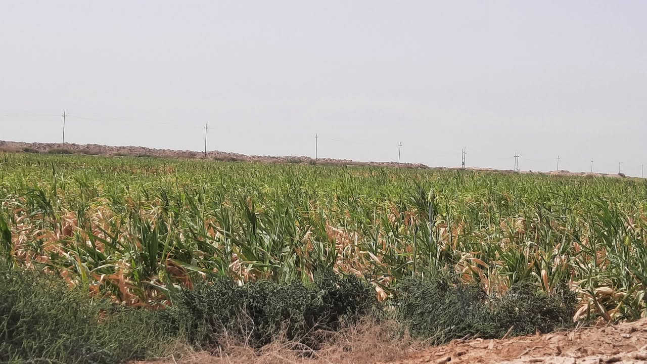 ميسان • ٧٠ دونم • ماء متوفر