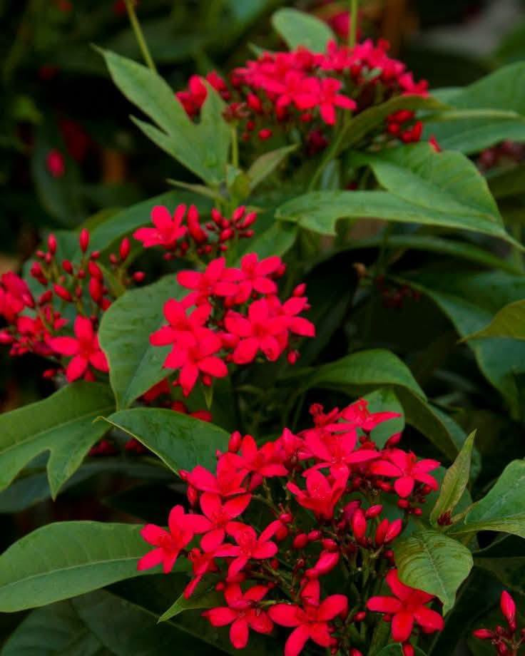 السلام عليكم متابعينا 🤍.

نعلن عن توفر اشجار الجاتروفا او الجادروفا واسمه العلمي (jatropha integerrima)🌺🌳

ارتفاع متر تقريباً 🩵
السعر   ١٠ الف 🩷

 تنتج زهور حمراء صغيرة الحجم و لكن على شكل كتل او مجموعات في الغصن الواحد وتزهر بكثافة منذ حلول الربيع و طوال الصيف و لكن تصفر اوراقها قليلاوتتساقط و يتوقف الازهار في الشتاء و ممكن ان تكون في موقع مشمس او مظلل واقصى ارتفاع لها يمكن يصل الى ثلاث امتار و لكن اقوم بتقليمها حتى يصبح طولها في حدود المترين فقط ذلك ان زهورها اذا كانت بكامل ارتفاعها لايمكن مشاهدتها بسهولة كما ان زهورها تصلح للمزهريات في المنزل لانها تدوم فترة طويلة .. كما يوجد ايضا اشجار جاتروفا بزهور وردية ولكنها  اقل انتاج في الزهور ..  

 أن الشجرة تتحمل الحرارة الشديدة التي قد تصل الى 50 درجة كما في العراق و السعودية و الكويت كما تتحمل ملوحة التربة و لاتحتاج الى عناية خاصة و من الملاحظ انها اذا كبرت الشجرة فأنها تضرب بجذورها في التربة بشكل قوي جدا بحيث يصعب اقتلاعها مجددا .. انني انصح حقيقة بزراعتها فهي جميلة فضلا انها تزودنا بزهور حمراء ناصعة في فترة شدة الحرارة التي ينعدم فيها او تقل فيها الزهور ..
يتم إكثارها بالعقل الخشبية في شهر  كانون الثاني وشباط  

⭐يتوفر لدينا خدمه توصيل لجميع محافظات العراق 🛻 
⭐ للحجز والاستفسار يرجى مراسله الصفحه او مراسله واتساب على الرقم ‏‪***********

نص مكتوب في الصور:
- South-Florida-Plant-Guide.com