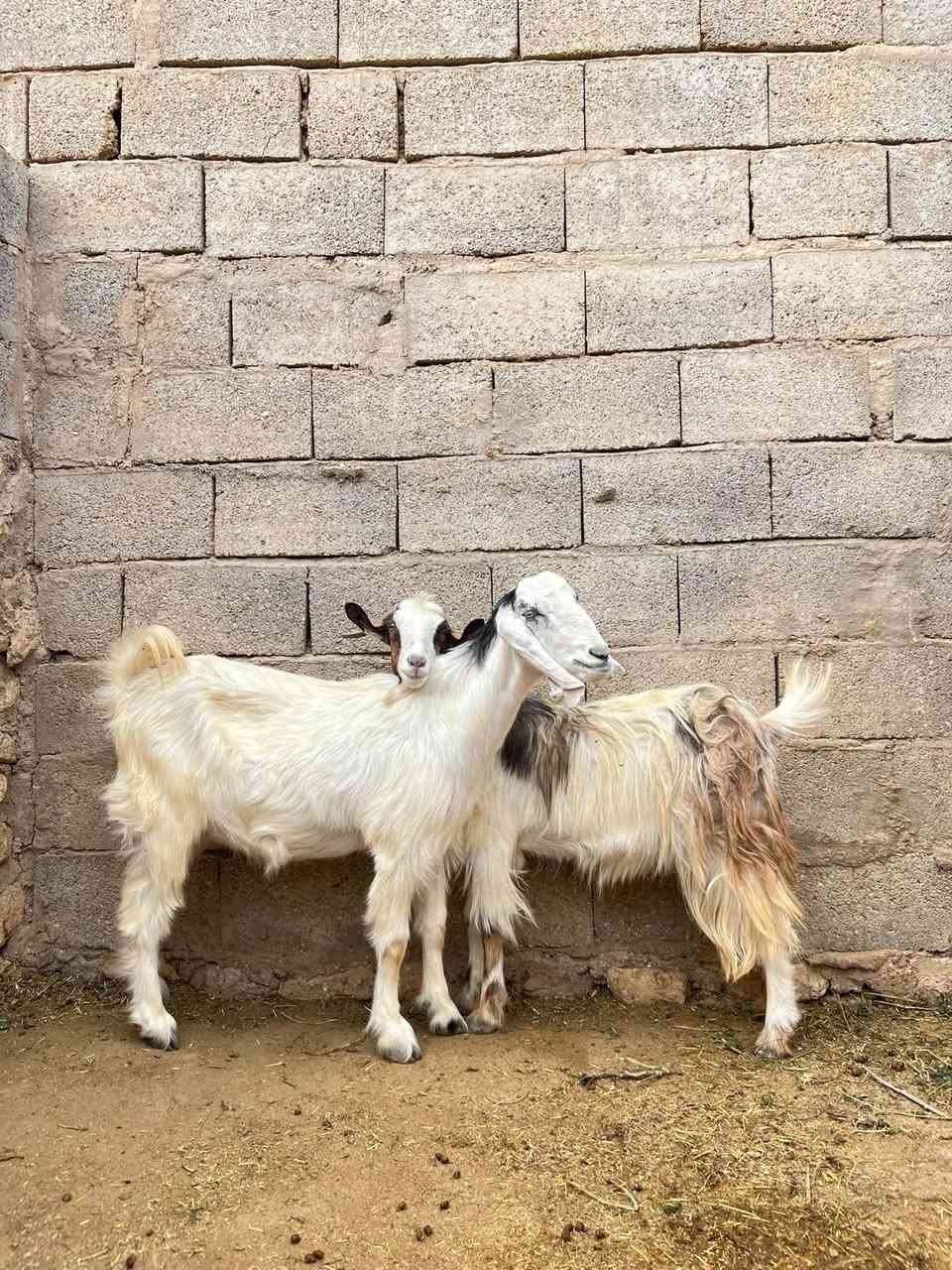 زوج معزا • جذاع • حي العسكري