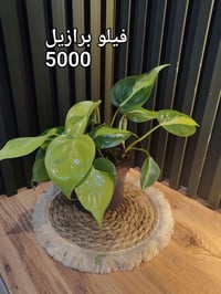 نباتات ظلية • توصيل • الكندي الثانية
