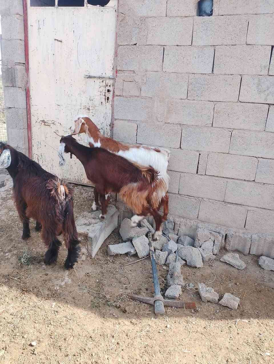 زوج معز • عشار شهر ونص • قريه جريجب