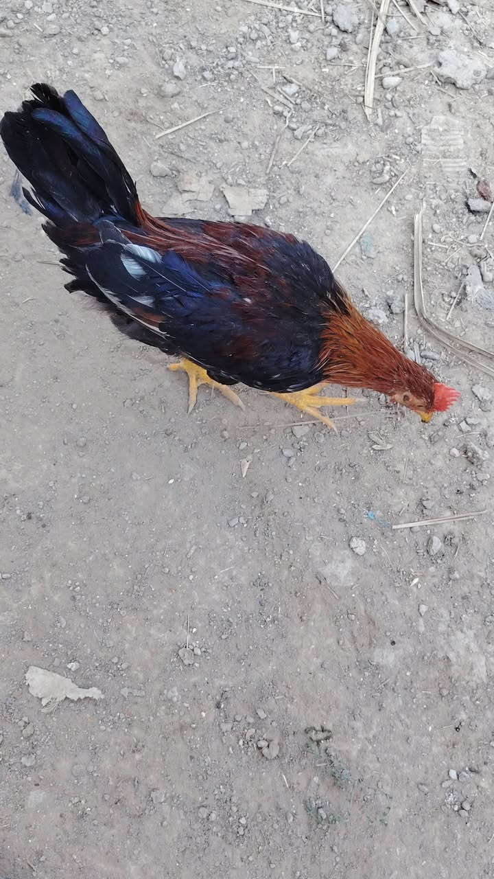 ديوجة كويتي شمسي • ٧ حبات • قضاء الفهود