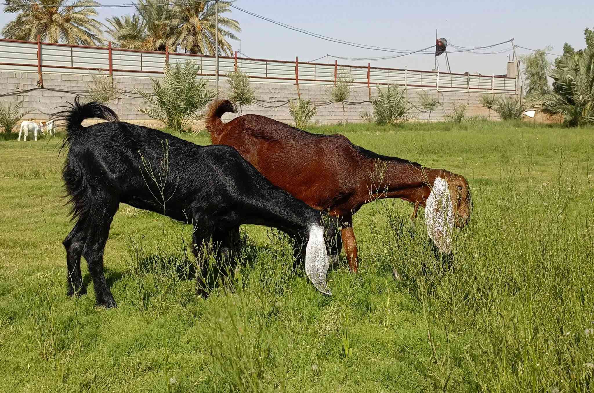 سلام عليكم
اقراء المنشور قبل تصال رجاً 
حلال نوادر شرط نضافه 
صخول معابير نثايه سنه حليب ولا سن مبدلات 
شرط نصاحه حلال خير من الله مال جناي 
(سعر الحمره و سوده625الف)+(سعر البيض 525الف) 
سعر بي مجال بسيط لشراي 
مكاني بغداد تقاطع نهروان 
***********
