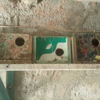 بيوت بلابل • بلابل حب • ٣١قطعة